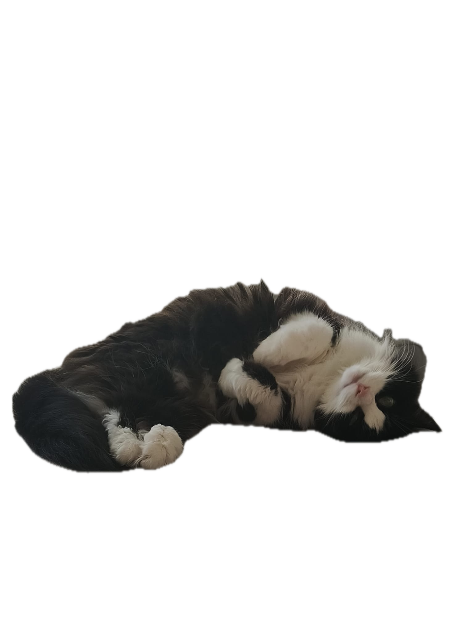 Muru, a black-and-white tuxedo cat, lying on her back